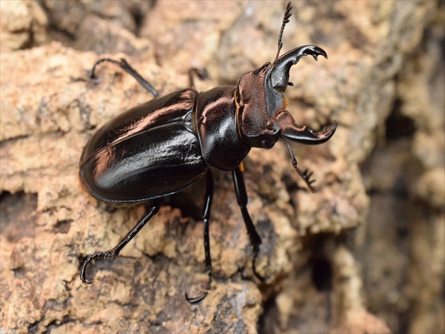 すべての商品 | 極