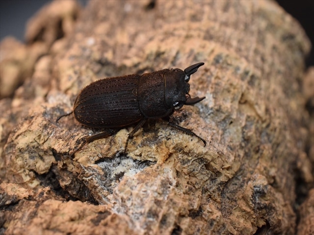 【新成虫】ヤマトサビクワガタペア