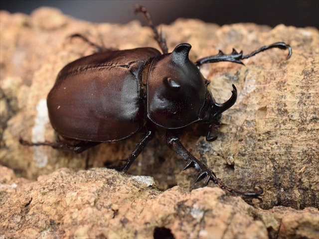 【新成虫】シャムゴホンヅノカブト46ｍｍペア