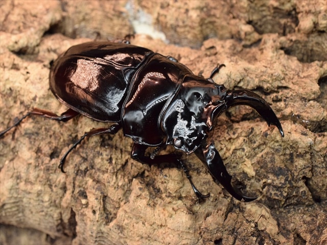 すべての商品 | 極