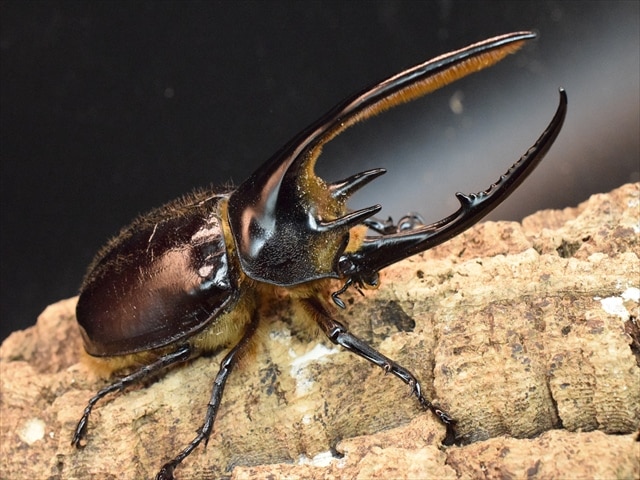 新成虫】ネプチューンオオカブト128mmペア | 外国産カブトムシ