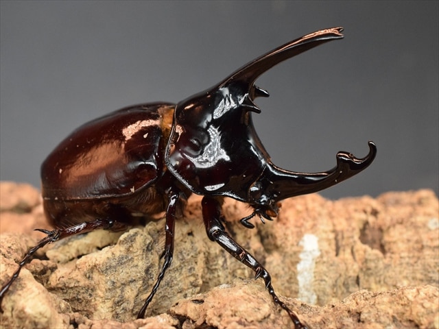 【新成虫】ケンタウルスオオカブト80mmペア