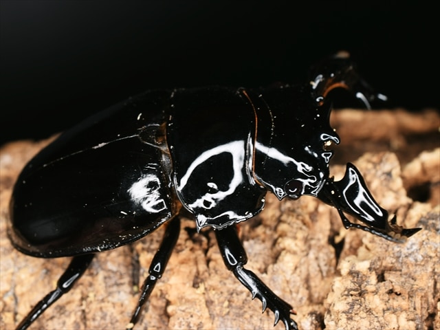 最終値下げ　タランドゥスオオツヤクワガタ　89mmUPトリオ 最終値下げ タランドゥスオオツヤクワガタ 89mmUPトリオ - メルカリ