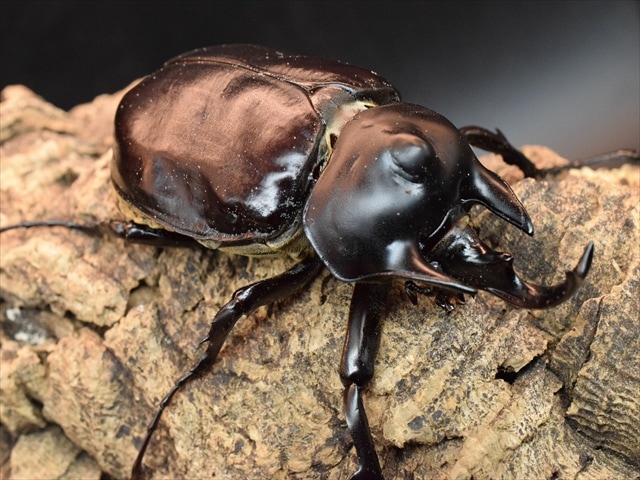 【幼虫ペア】アクティオンゾウカブト（アクタエオンゾウカブト）【2令】