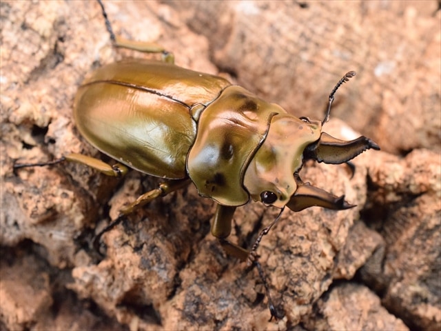 【♂単品】ローゼンベルグオウゴンオニクワガタ60mm