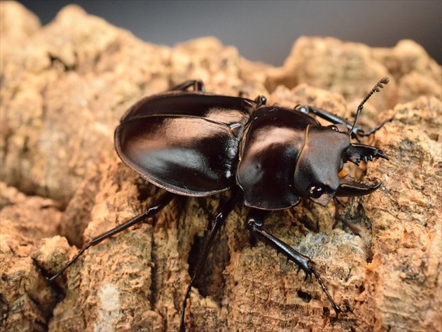 【♂単品】ヤエヤママルバネクワガタ