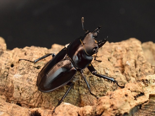 【♂単品】ヤエヤママルバネクワガタ