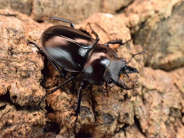 【♂単品】ヤエヤママルバネクワガタ