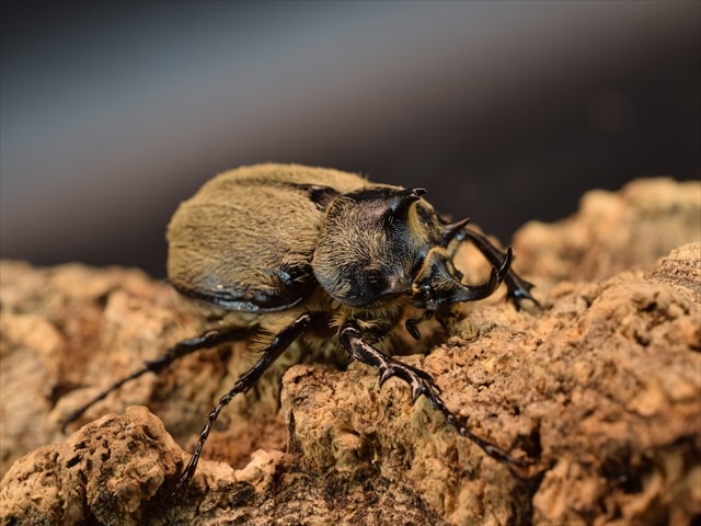 【新成虫】テルシテスヒメゾウカブトペア