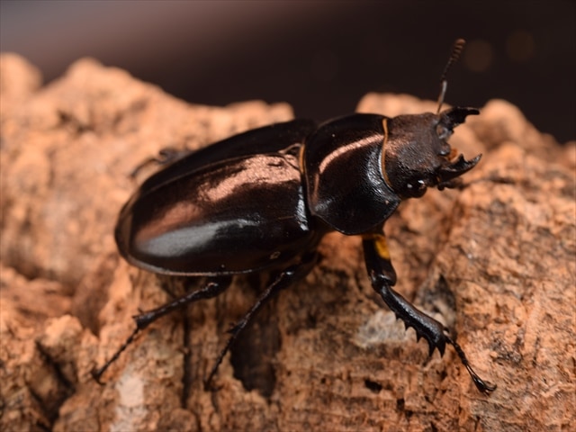 【♀単品】アクベシアヌスミヤマクワガタ