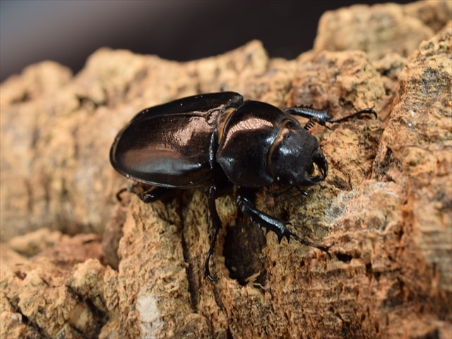 すべての商品 | 極