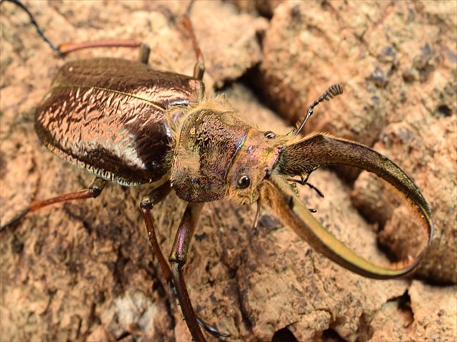 【幼虫ペア】フェイスタメイルシワバネクワガタ【2令】