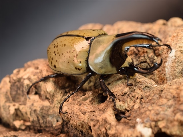 【新成虫】グラントシロカブト67mmペア