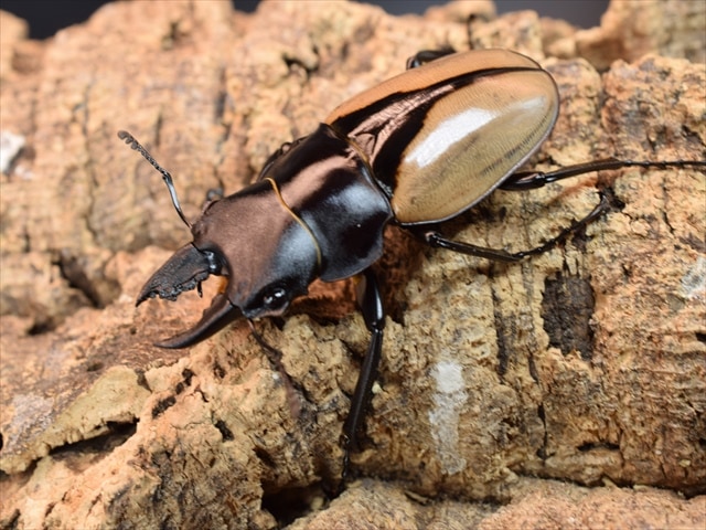 【♂1♀2】ブルマイスターツヤクワガタ59mm産卵安心セット