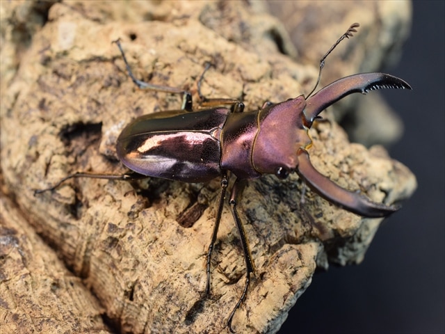 メタリフェルホソアカクワガタfreeペア