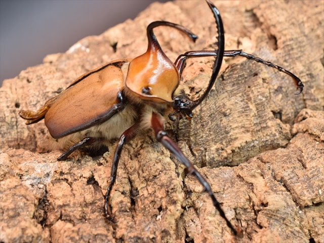 【♂単品】ゴロファアエギオン【新成虫】