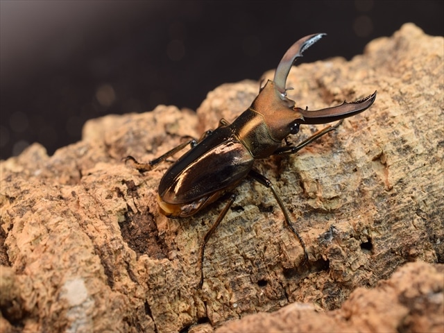 メタリフェルホソアカクワガタfreeペア