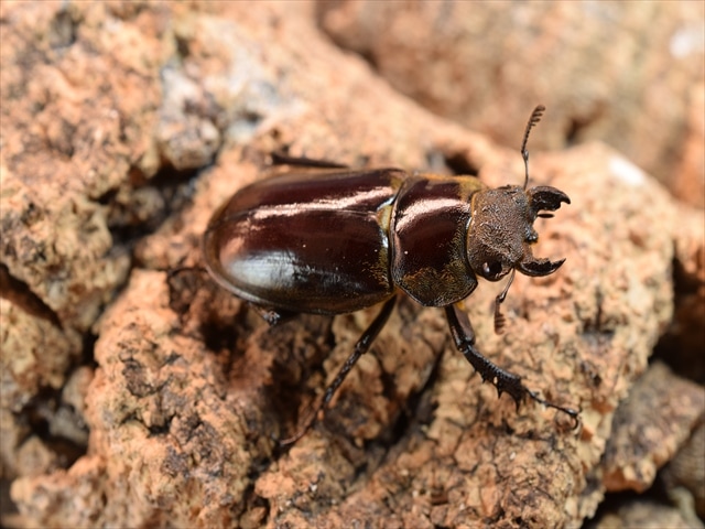 【即ブリ可】ウェムケンミヤマクワガタ♀単品