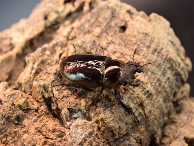 【即ブリ可】ウェムケンミヤマクワガタ♀単品