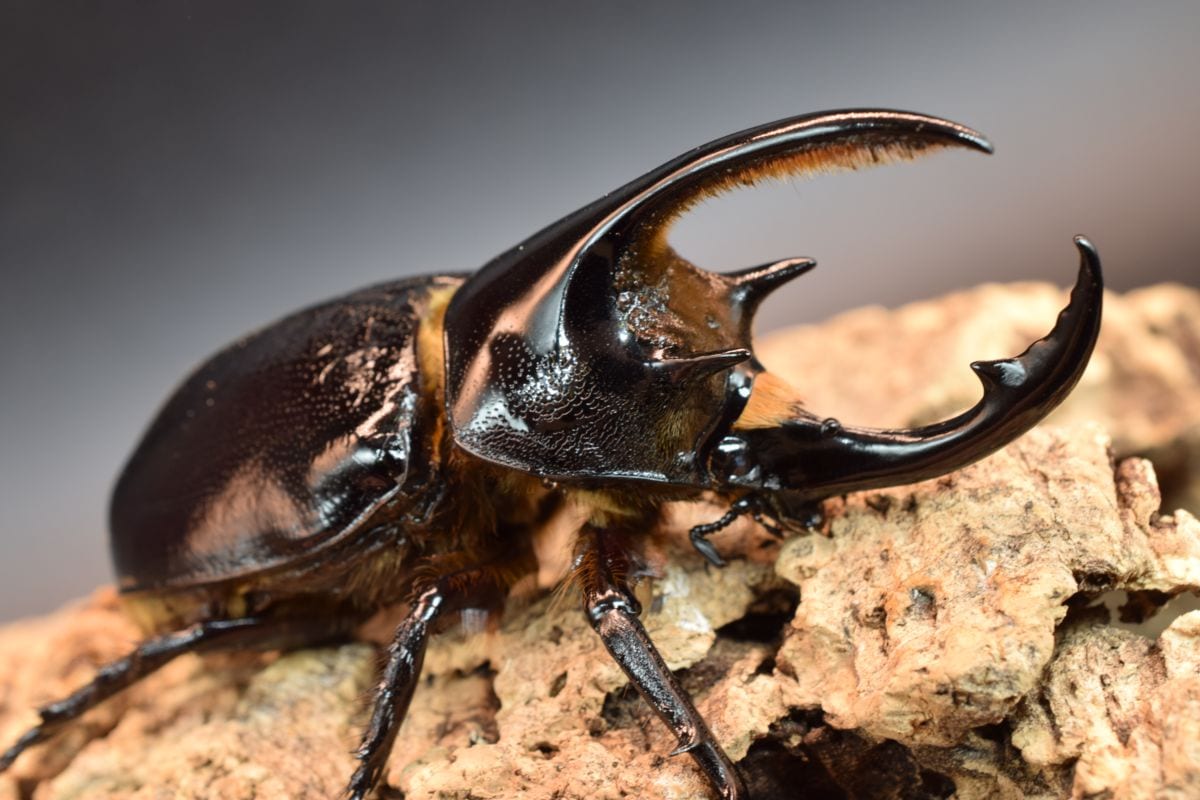 【希少】ローチオオカブト93mm♂単品