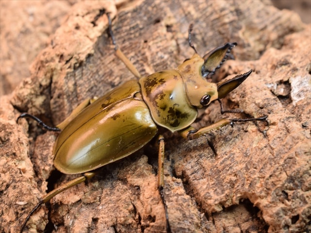 すべての商品 | 極