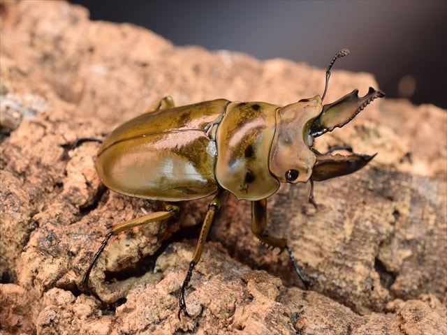 すべての商品 | 極
