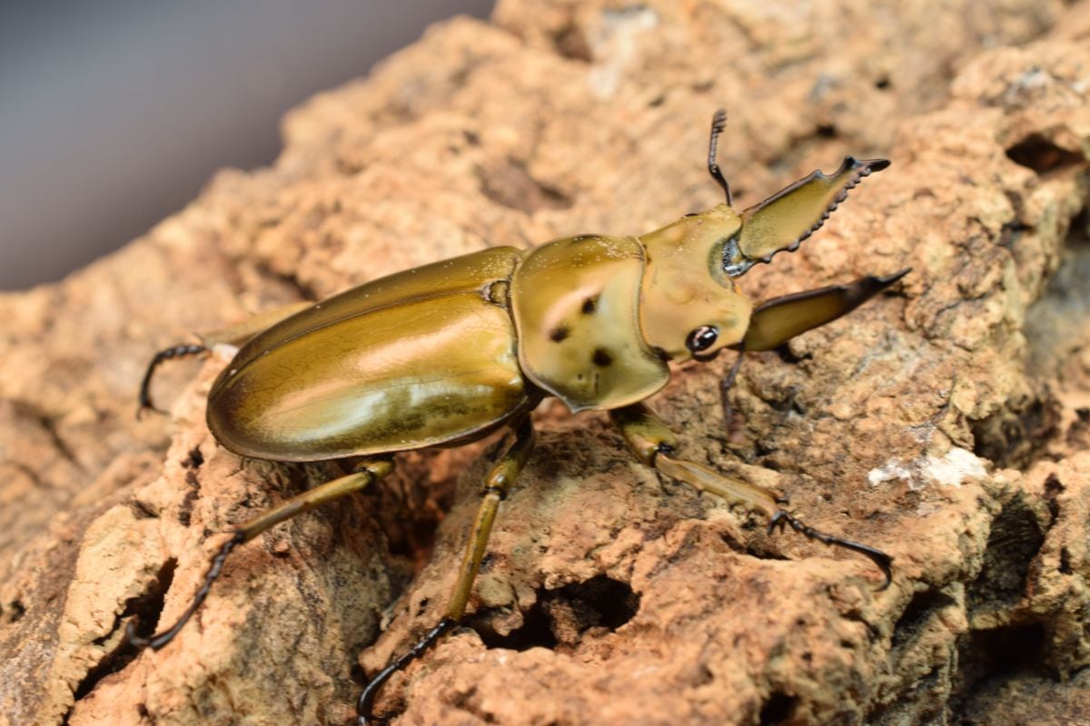 すべての商品 | 極