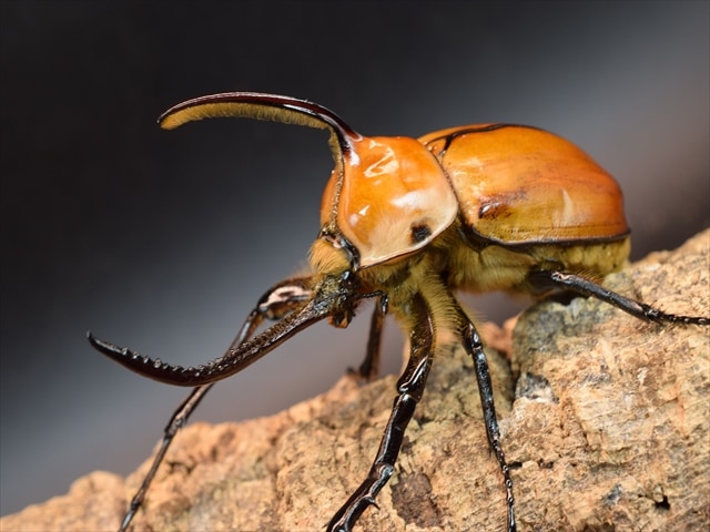 【成虫ペア】ゴロファポルテリ(ノコギリタテヅノカブト)【新成虫Lサイズ】