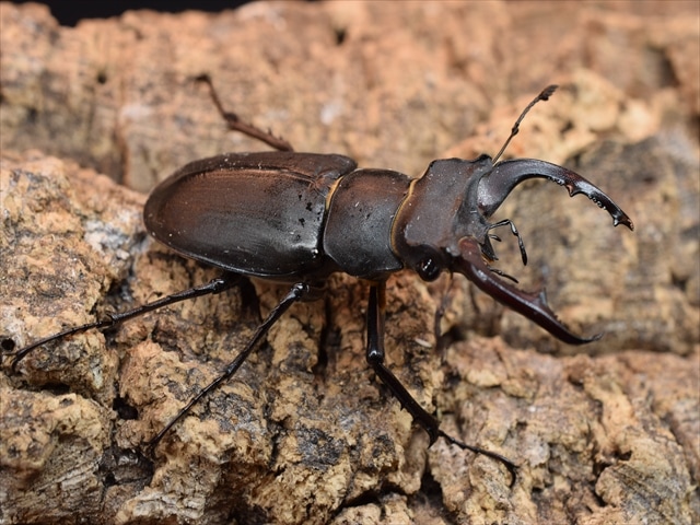 ユダイクスミヤマクワガタ62mmペア