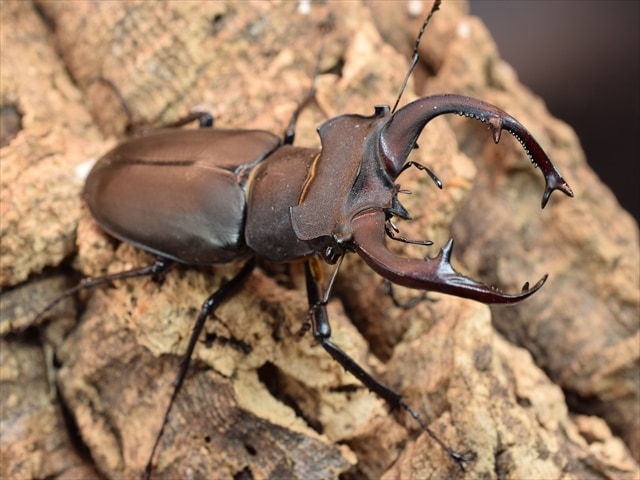ユダイクスミヤマクワガタ76mmペア
