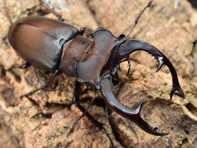 ユダイクスミヤマクワガタ84mmペア