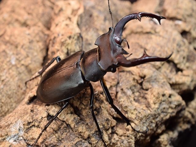 ユダイクスミヤマクワガタ68mmペア