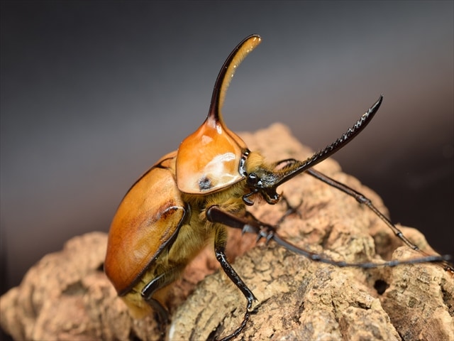 【成虫ペア】ゴロファポルテリ（ノコギリタテヅノカブト）【新成虫】