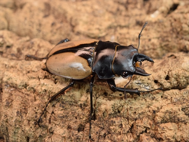 【♂1♀2】ブルマイスターツヤクワガタ50ｍｍ産卵安心セット