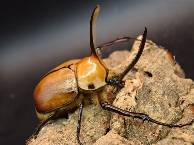 外国産カブトムシ 成虫 | 極