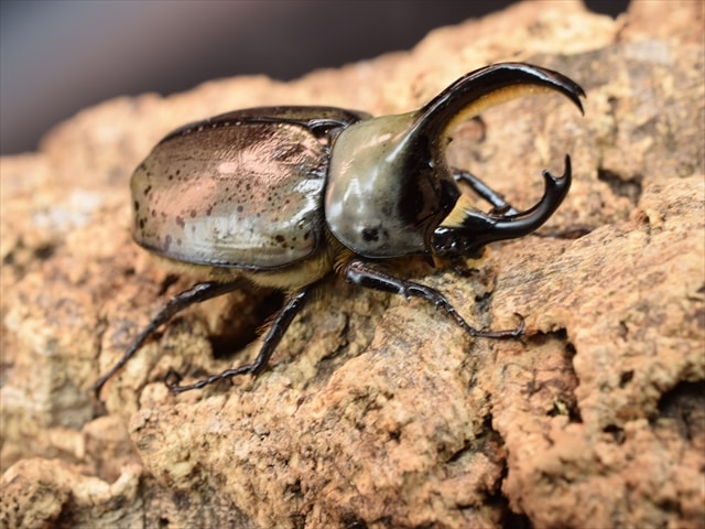 外国産カブトムシ　トリオ1♂2♀ 190818dc45aaf66838d777c8ced2dd