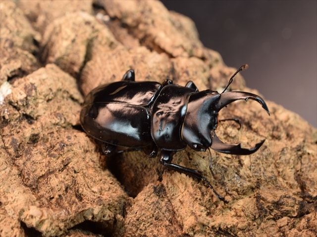 クワガタ、カブトムシ販売 カブトムシ クワガタムシ 昆虫専門店｜極