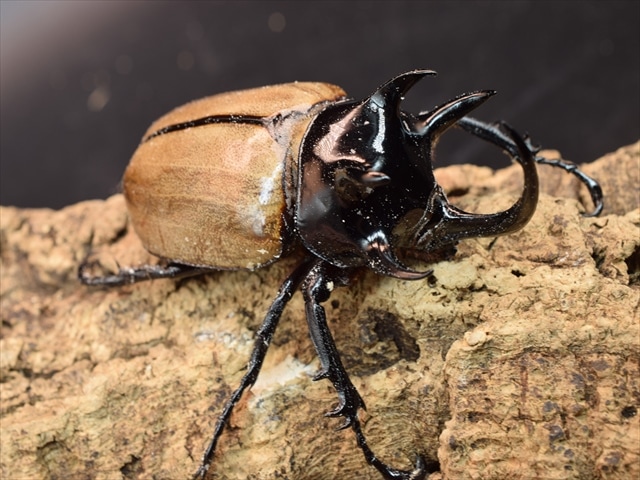 外国産カブトムシ 成虫 | 極