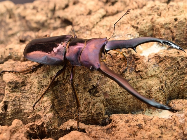 カブトムシ クワガタムシ 昆虫専門店｜極