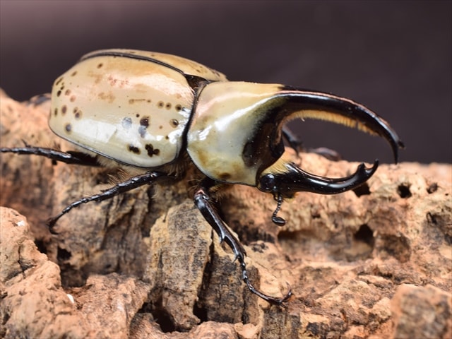 カブトムシ クワガタムシ 昆虫専門店｜極