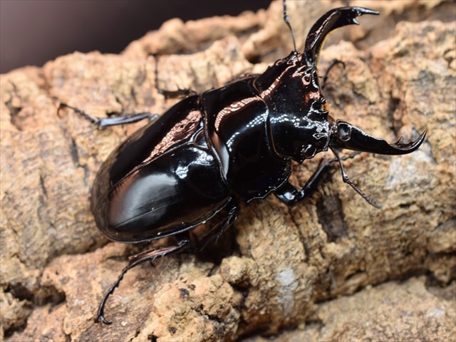 カブトムシ クワガタムシ 昆虫専門店｜極