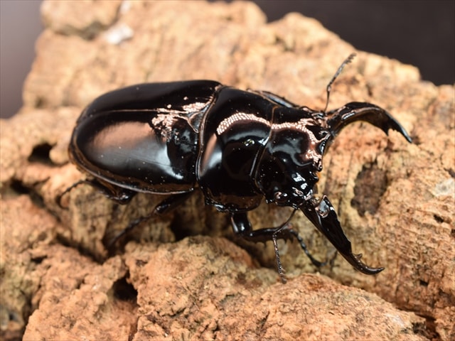 カブトムシ クワガタムシ 昆虫専門店｜極