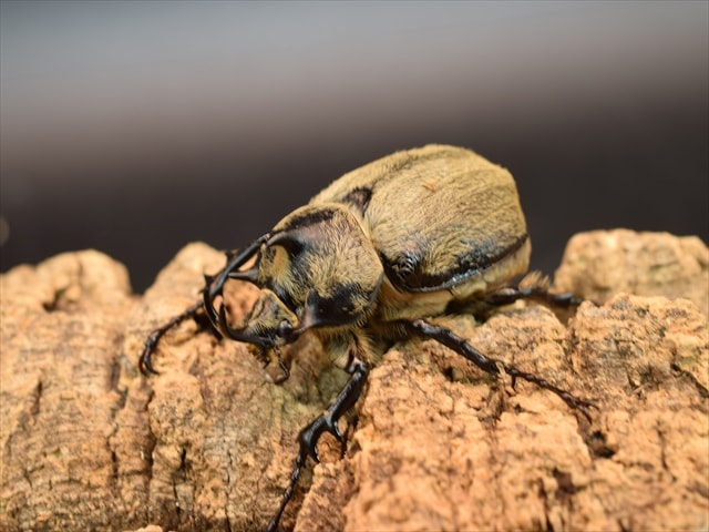 新成虫】テルシテスヒメゾウカブトペア | 外国産カブトムシ 成虫