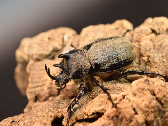 新成虫】テルシテスヒメゾウカブトペア | 外国産カブトムシ 成虫