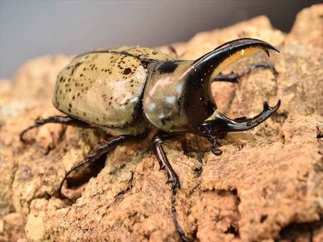 カブトムシ クワガタムシ 昆虫専門店｜極
