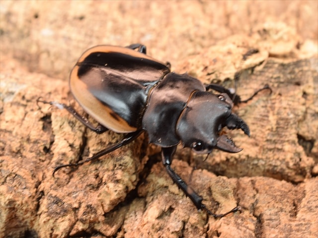 クベラツヤクワガタ51ｍｍペア