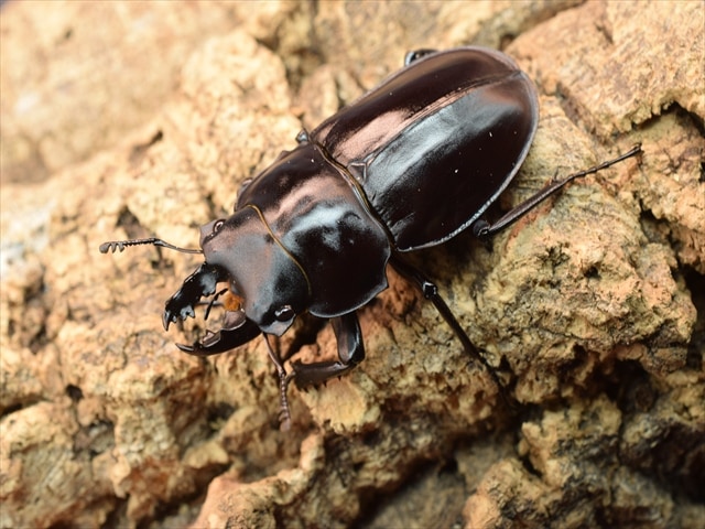 カブトムシ クワガタムシ 昆虫専門店｜極