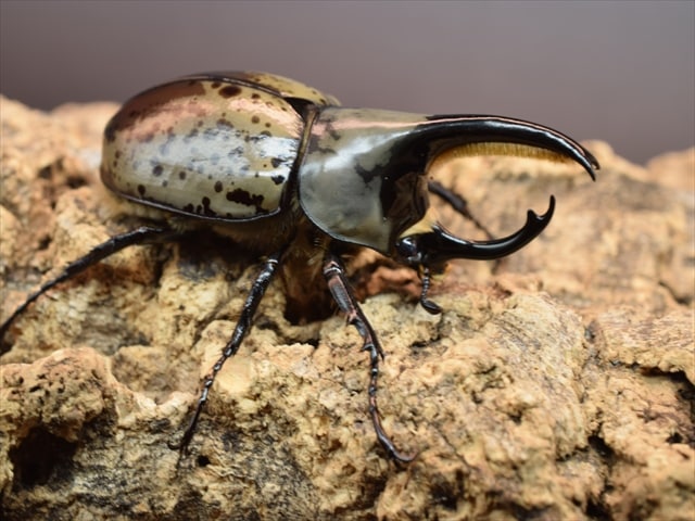 カブトムシ クワガタムシ 昆虫専門店｜極