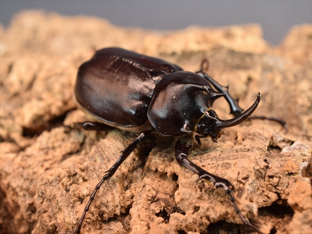 外国産カブトムシ 成虫,ゾウカブト | 極