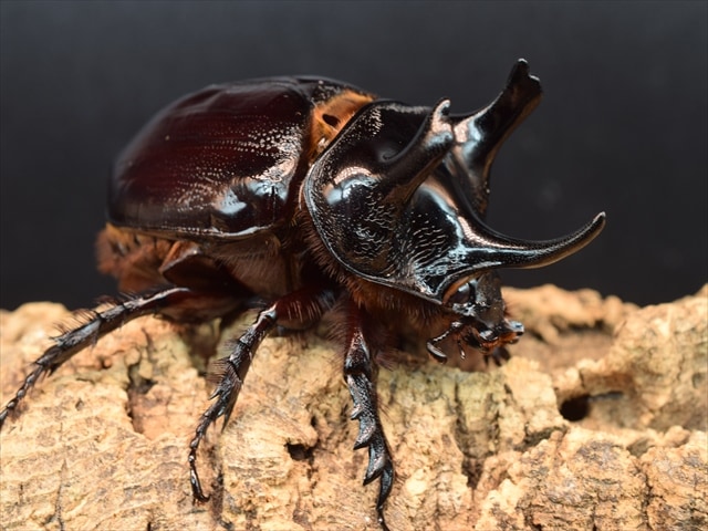 カブトムシ クワガタムシ 昆虫専門店｜極